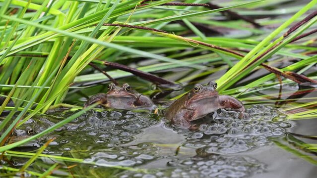 European common frogs / brown frogs / grass frog (Rana temporaria) on eggs / frogspawn in pond during the spawning / breeding season in spring