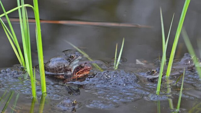 European common brown frogs / grass frog (Rana temporaria) pair in amplexus among aquatic plants in pond during the mating / breeding season in spring