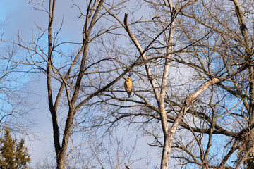 This red-shouldered hawk is trying to blend in with the surroundings. The brown feathers of this raptor standing out from the bare branches. The limbs without leaves due to the Fall season.