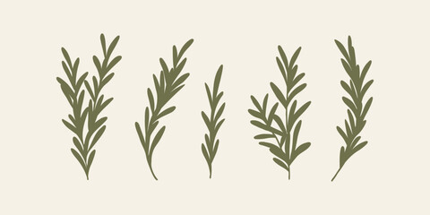 Flat vector  rosemary branches collection