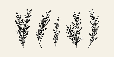 Line art rosemary branches collection - obrazy, fototapety, plakaty
