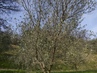 Olive trees in the Bergamo hills park