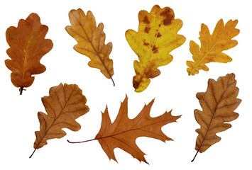Collection of autumn oak leaves cut out on transparent background. Set of dry fall oak leaf for design. - 768126967
