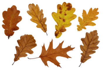 Collection of autumn oak leaves cut out on transparent background. Set of dry fall oak leaf for design.