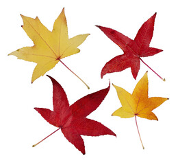 Set of autumn maple leaf cut out on transparent background. Collection of various maple leaves for design. Acer Truncatum leaves. - 768126975