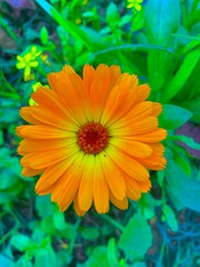 Obraz premium orange dahlia flower