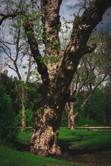 trees in the park