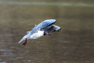 Black-Headed Gull, Chroicocephalus ridibundus in flight. Adult winter plumage