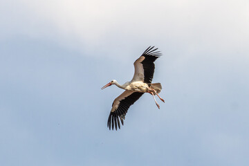 White Stork, Ciconia ciconia on the nest in Oettingen, Swabia, Bavaria, Germany, Europe