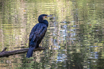 The great cormorant, Phalacrocorax carbo sitting on a branch