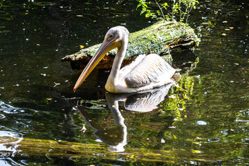 Great White Pelican, Pelecanus onocrotalus in a park