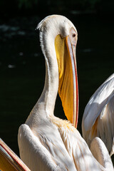 Great White Pelican, Pelecanus onocrotalus in a park