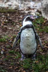 Naklejka premium Humboldt Penguin, Spheniscus humboldti in a park