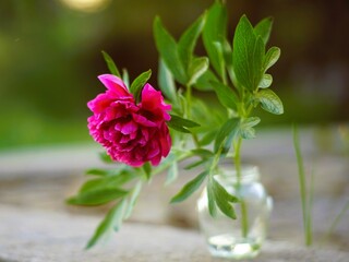 Magenta pink peony flower in a vase. Spring garden and flowers. Side view