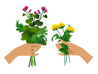 Cartoon women's hands holding and giving a bunch of meadow plants and flowers isolated on white. Vector illustration in flat style