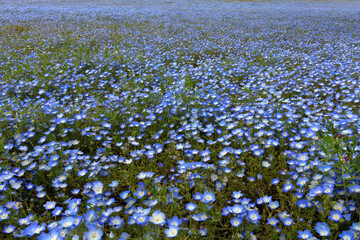 ひたちなか海浜公園のネモフィラの花
