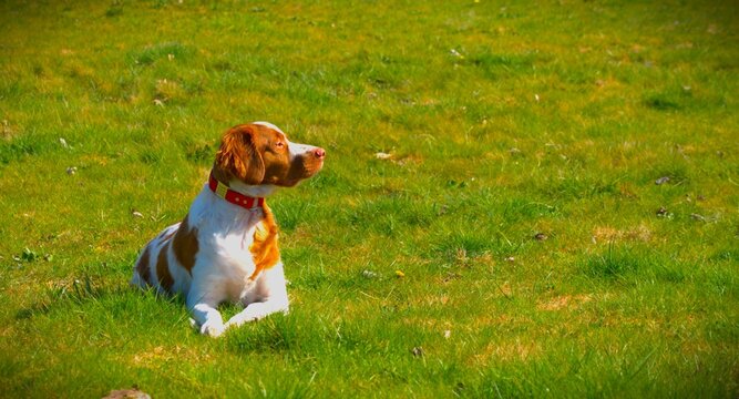 Brittany Spaniel