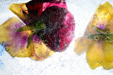 Frozen flowers in ice