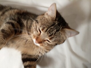 Fototapeta premium cat on the bed