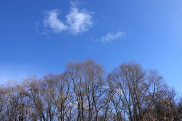 Landscape with leafless trees in the forest in the early spring day under beautiful blue sky