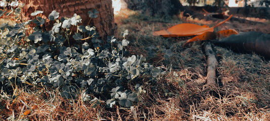 autumn leaves on the ground