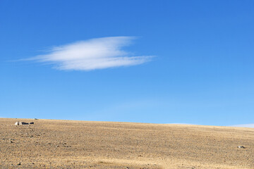 Fototapeta premium field and sky