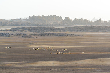 Djibouti, lunear landscape with herds of goats at the lake Abbe.	

