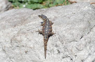 A Cape Girdled Lizard, scientifically known as Cordylus cordylus, perched on top of a sizable rock in its natural habitat. The lizards scales are visible as it basks in the sun