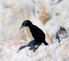 A Cape Cormorant, scientifically known as Phalacrocorax capensis, is perched on top of a rock, looking out into the distance. The black birds feathers glisten in the sunlight