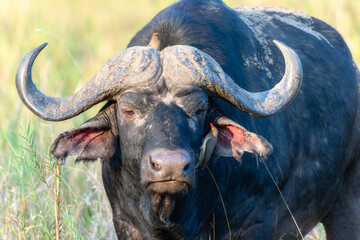 cape buffalo Syncerus caffer with red-billed oxpecker Buphagus erythrorhynchus in South Africa with a red-billed oxpecker and  massive horns stands in a field, showcasing its strength and dominance. 