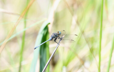A bold skimmer Orthetrum stemmale in South Africa blue dragonfly is seen sitting motionless on top of a blade of grass in a natural outdoor setting. 