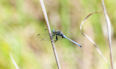 A bold skimmer Orthetrum stemmale in South Africa blue dragonfly is perched on top of a plant, showcasing its delicate wings and slender body.