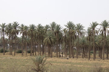 palm tree with cloudy sky in iraq