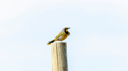 A bokmakierie bird, scientifically known as Telophorus zeylonus, sitting on top of a wooden post in a natural setting. The bird appears to be observing its surrounding environment. In South Africa.