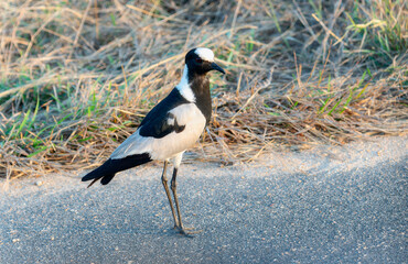 A blacksmith lapwing Vanellus armatus in South Africa bird with distinctive black and white plumage is standing on the side of a road, looking around attentively. 