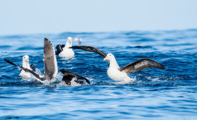 A Black-browed Albatross Thalassarche melanophris in South Africa. The birds create a synchronized pattern as they navigate the waves - Powered by Adobe