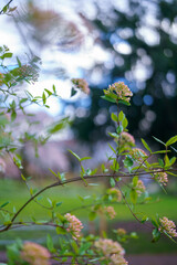 spring branches