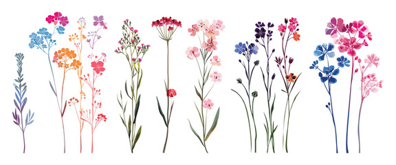 Set of hand-painted watercolor wildflowers on a white background, perfect for elegant designs