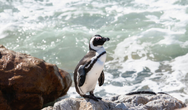 A young African Penguin, scientifically known as Spheniscus demersus, is standing on a rock. The penguin is molting, a natural process where it sheds old feathers for new ones. In South Africa.