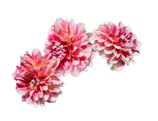 Group of pink and white dahlia flowers isolated cutout on transparent