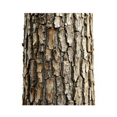 Tree trunk close-up, isolated on a transparent background.
