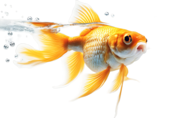 goldfish white background isolated shocked shock despair funny humorous scared worried trouble mischievous bad caught wow surprise surprised gold fish animal pet alone signs holding