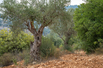 Olive Trees in the Judea Mountains, Israel
