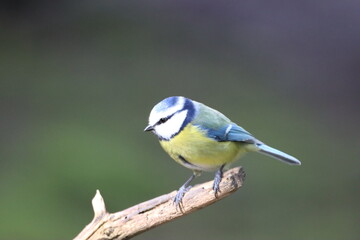 Obraz premium Blue tit (Cyanistes caeruleus) feeding at feeding station.