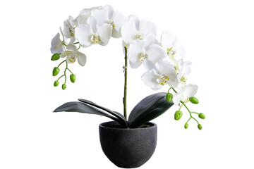 Orchid Plant in a Black Pot Isolated on Transparent Background