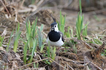 Lapwing (Vanellus vanellus) out in the open.