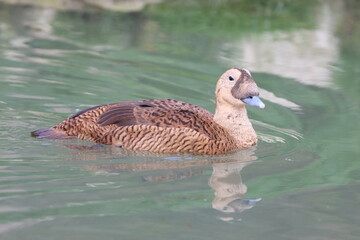 Spectacled Eider Hen (Somateria fisheri) on the water.