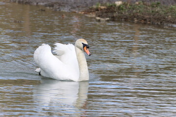 Mute Swan (Cygnus olor) on the water.