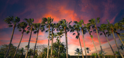 Amazing picture of palm tree's with fiery sunset in the background. Brilliant color and hero angle. Orange and purple clouds during sunset.