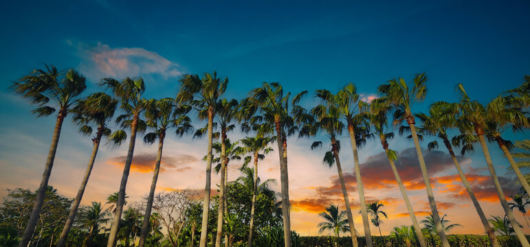 Amazing picture of palm tree's with tropical sunset in the background. Brilliant color and hero angle. Orange and blue skies and clouds during sunset.